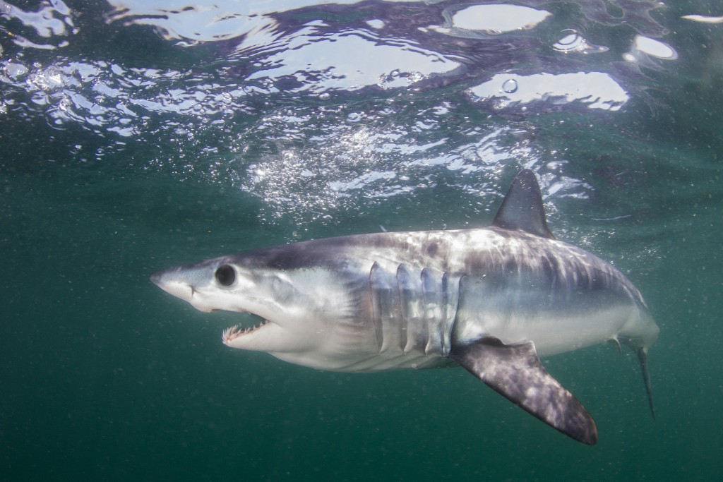 A juvenile shortfin mako shark knifes through the greenish waters off of Rhode Island
